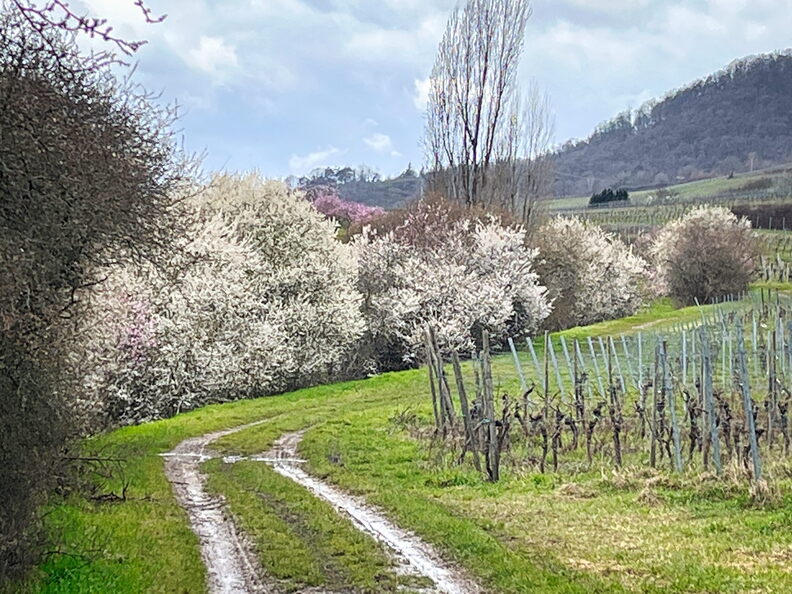 23-03-13 10-50-50 4827